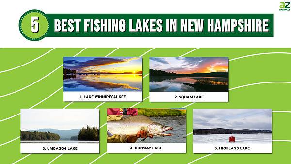 The 5 Best Fishing Lakes in New Hampshire (And the Types of Fish to ...