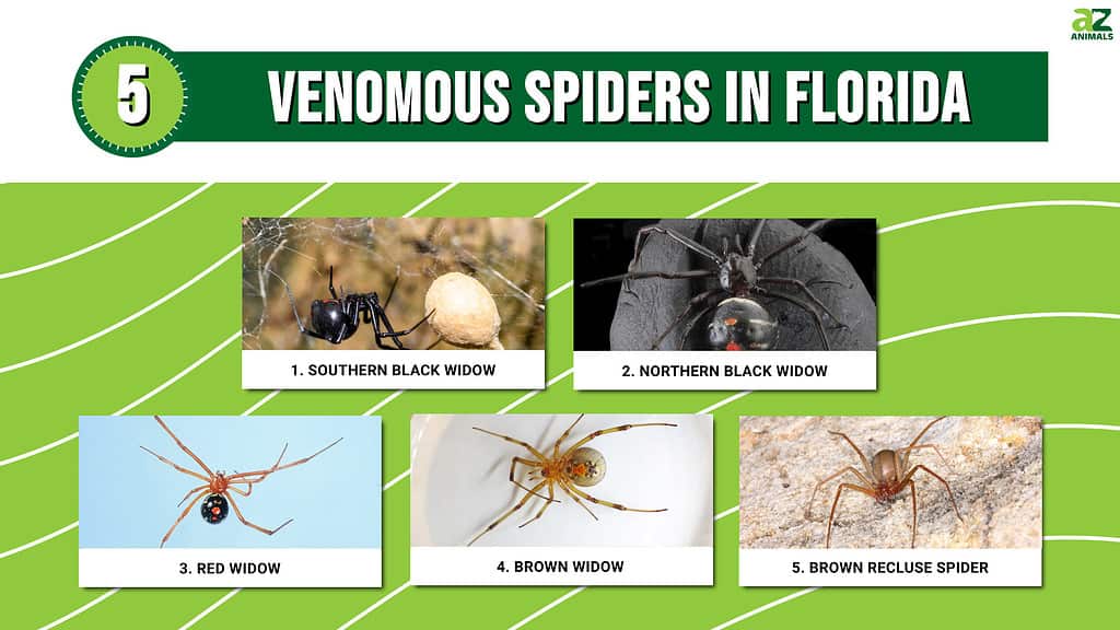 Infographic of 5 Venomous Spiders in Florida