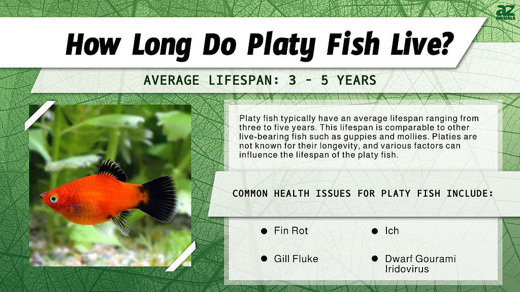 How Long Do Platy Fish Live? infographic