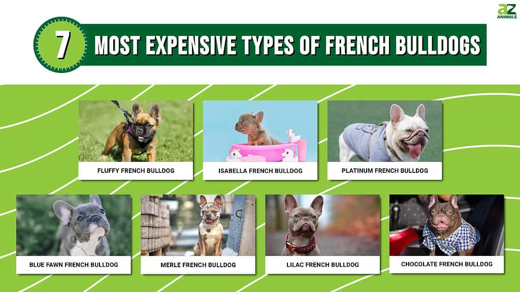 The Top 7 Most Expensive Types Of French Bulldogs in 2024 - A-Z Animals
