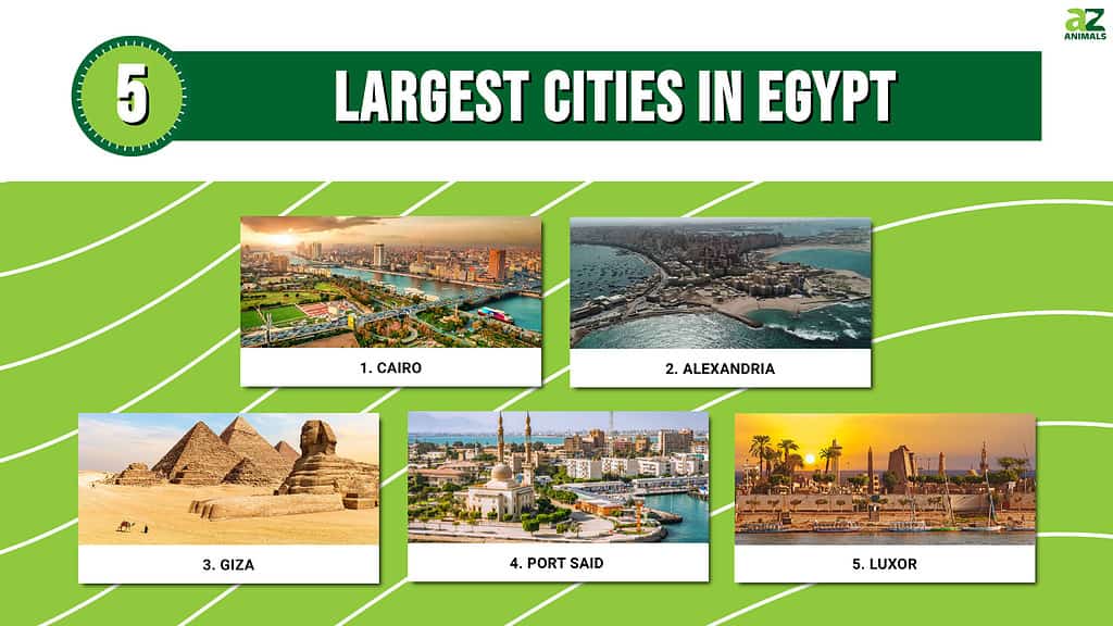The five largest cities in Egypt