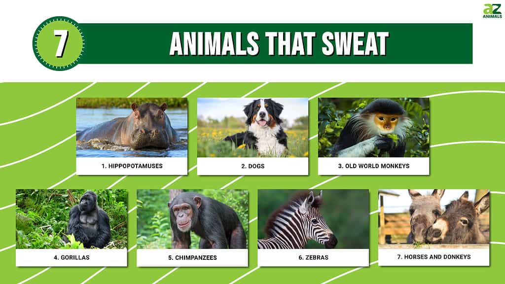 Infographic of 7 Animals That Sweat