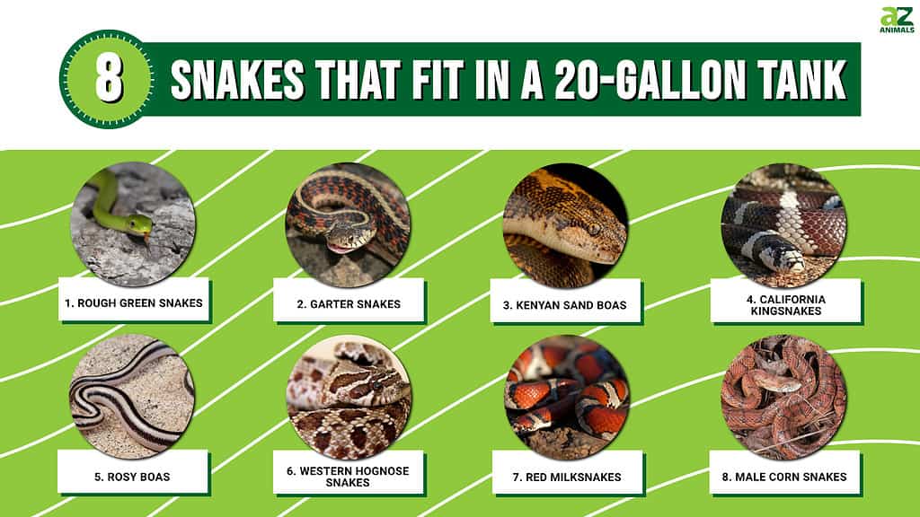 Snakes that Fit in a 20-Gallon Tank infographic