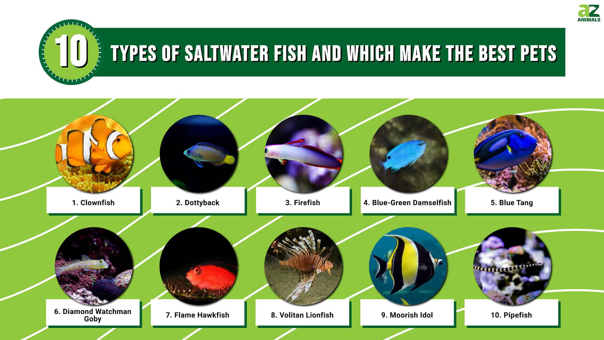 10 Types of Saltwater Fish and Which Make the Best Pets - A-Z Animals