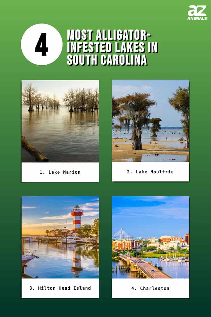 Infographic of 4 Most Alligator-Infested Lakes in South Carolina