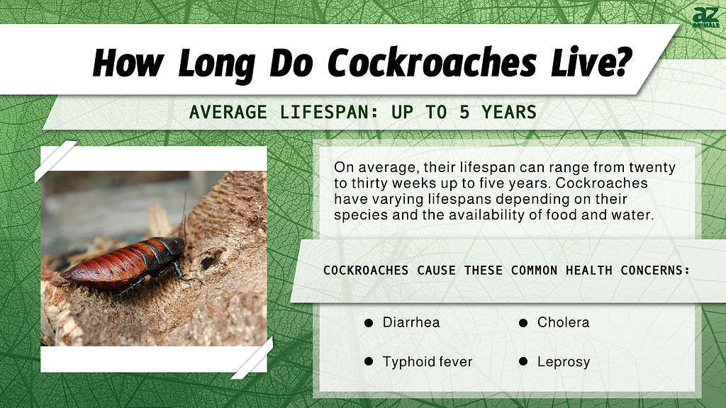 How Long Do Cockroaches Live? infographic