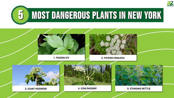 Discover the 5 Most Dangerous Plants in New York - A-Z Animals