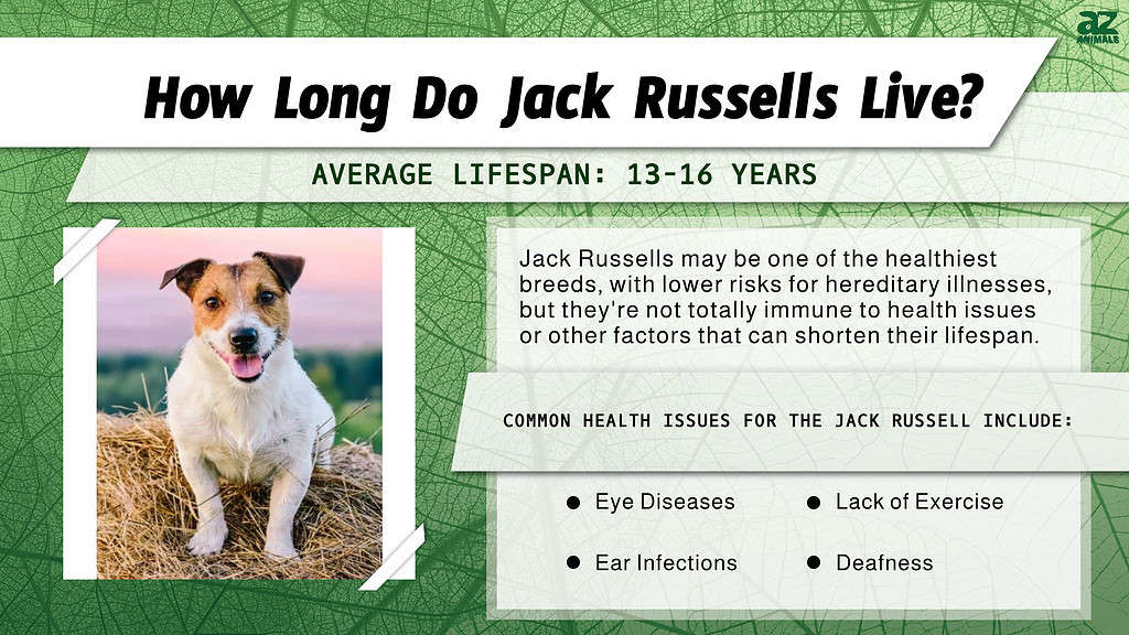 All you need to know about Jack Russel