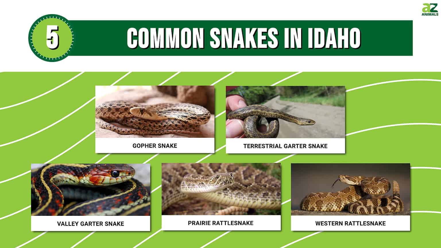 12 Snakes Found in Idaho (2 Are Venomous) - A-Z Animals