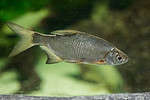 The common bream, freshwater - bronze - carp bream or just the Bream (Abramis brama). European species of freshwater fish in the family Cyprinidae