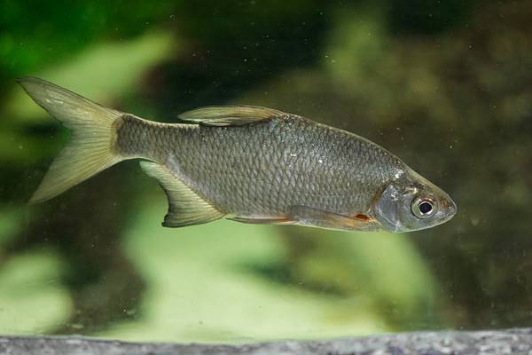 The common bream, freshwater - bronze - carp bream or just the Bream (Abramis brama). European species of freshwater fish in the family Cyprinidae