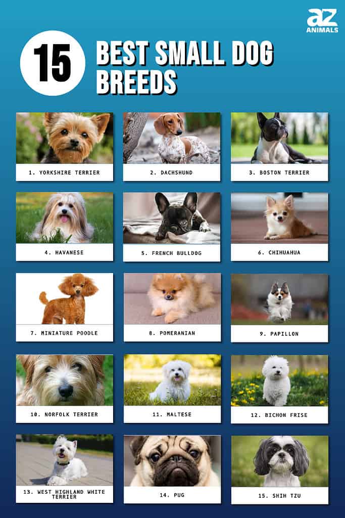 terrier dog breed chart