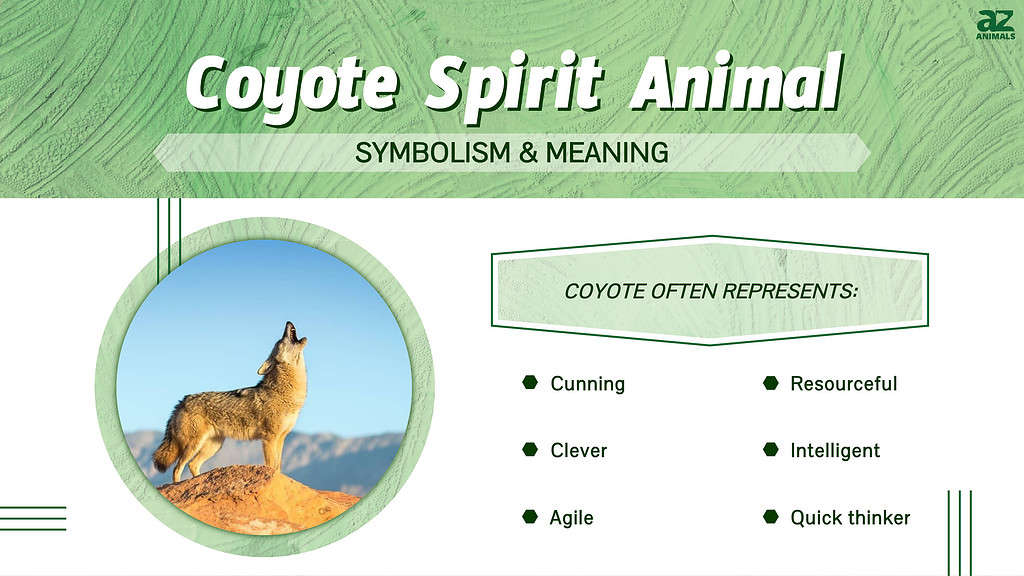 Coyote Spirit Animal  infographic