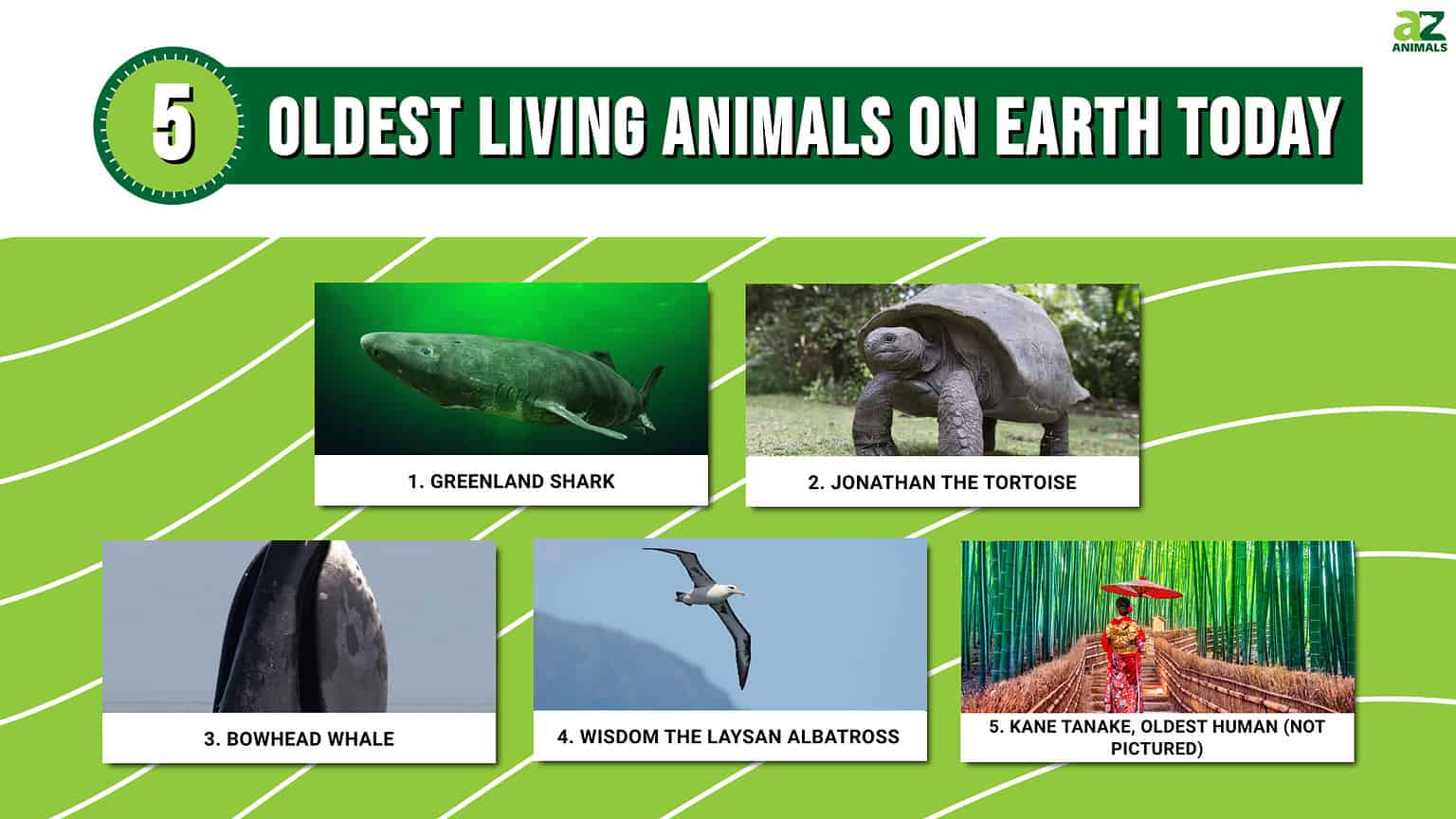 Oldest Living Animals 