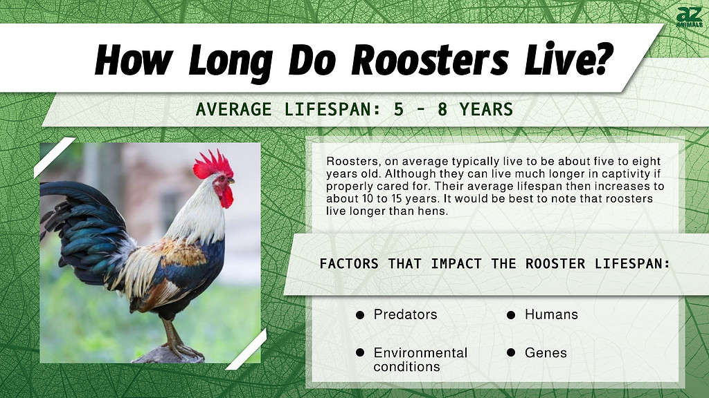 How Long Do Roosters Live? infographic