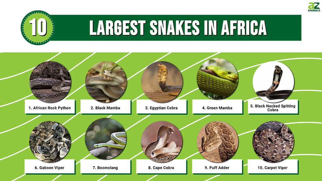 Infographic of 10 Largest Snakes in Africa