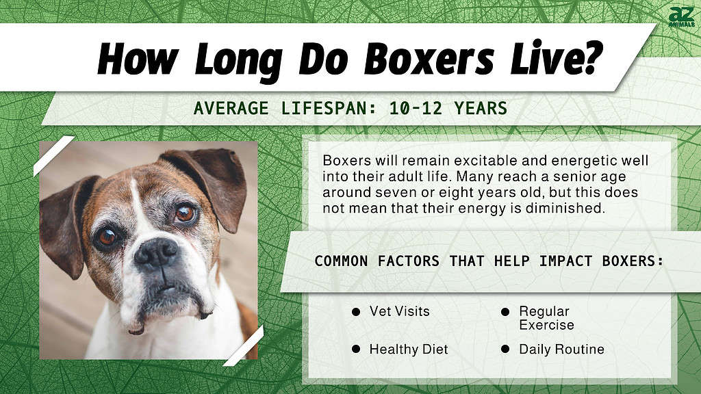 How Much Exercise Does A Boxer Need