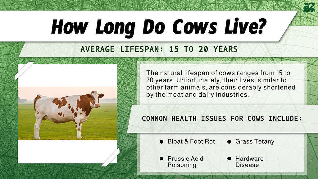 How Long Do Cows Live? infographic