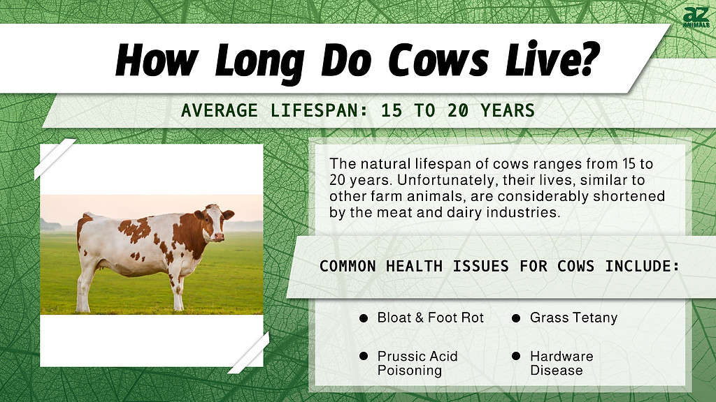 Cow Lifespan How Long Do Cows Live A Z Animals