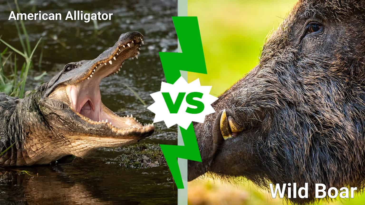 Mississippi Melee: Who Wins an Alligator vs. Wild Boar Battle in the ...