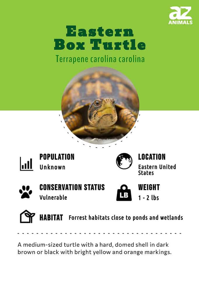 Eastern Box Turtle  National Wildlife Federation