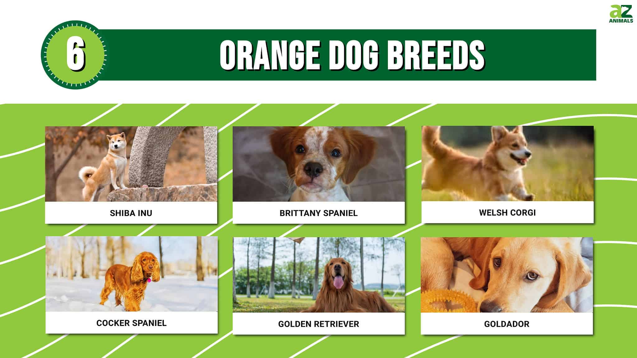 6 Orange Dog Breeds & Orange Dog Names - A-Z Animals