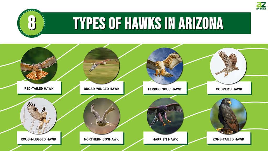 Graph showing 8 types of hawks in AZ