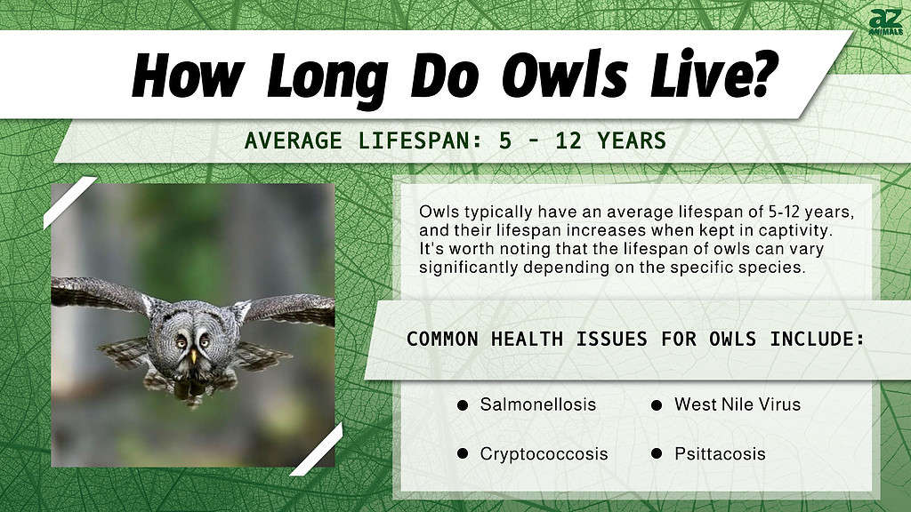 How Long Do Owls Live? infographic