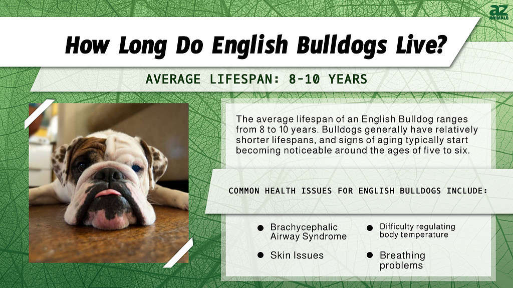 How Long Do English Bulldogs Live? infographic