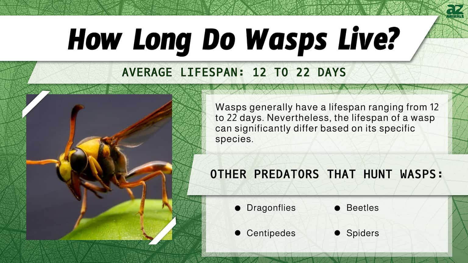Wasp Lifespan How Long Do Wasps Live? AZ Animals