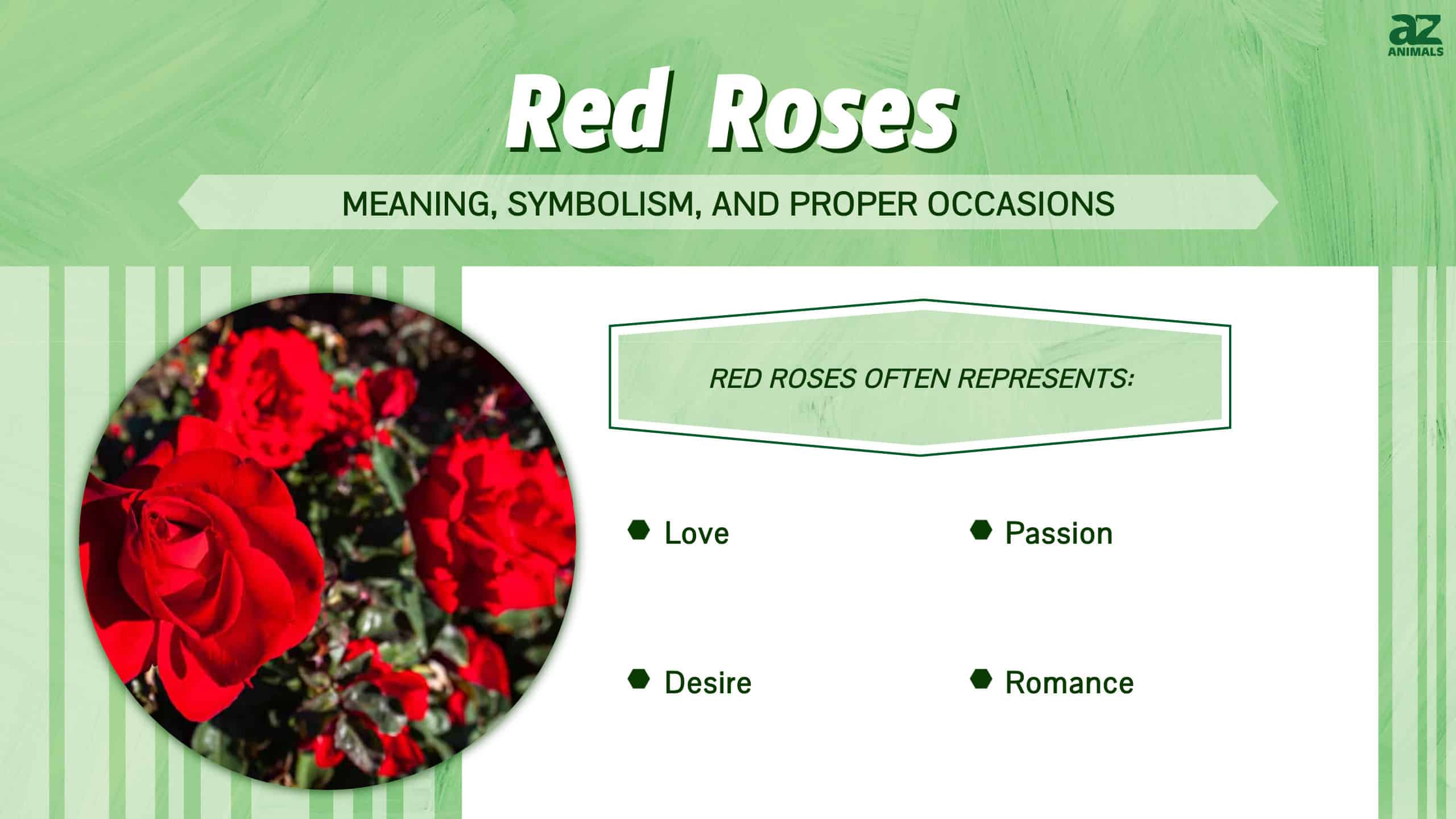 Red Roses infographic