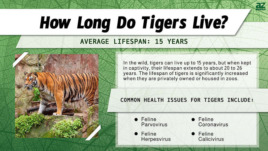 How Long Do Tigers Live? infographic