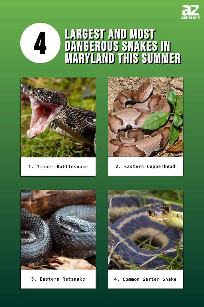 Infographic of 4 Largest and Most Dangerous Snakes in Maryland This Summer