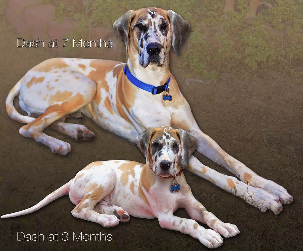 Beautiful example of a Fawnequin Great Dane named Dash