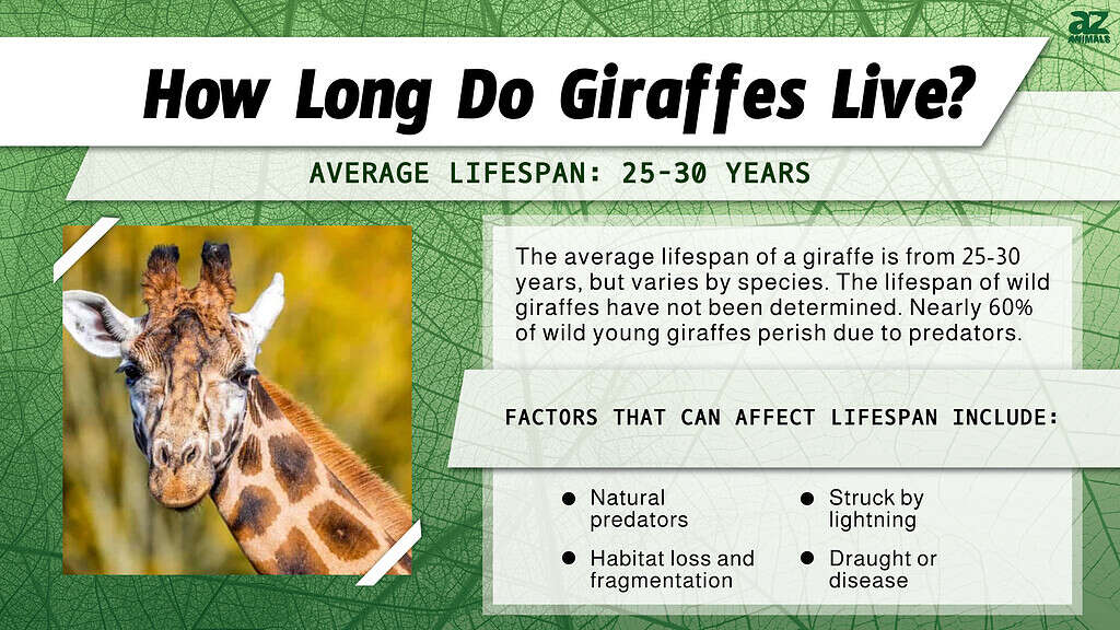 Giraffe Lifespan How Long Do Giraffes Live? AZ Animals