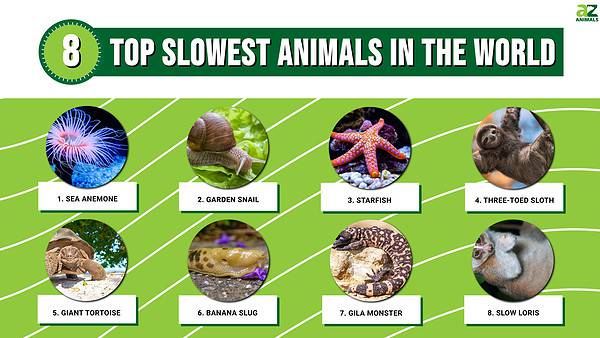 The Top 8 Slowest Animals in the World - A-Z Animals