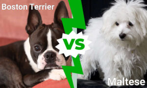 Cutest Dogs in the World: Boston Terrier vs. Maltese Picture