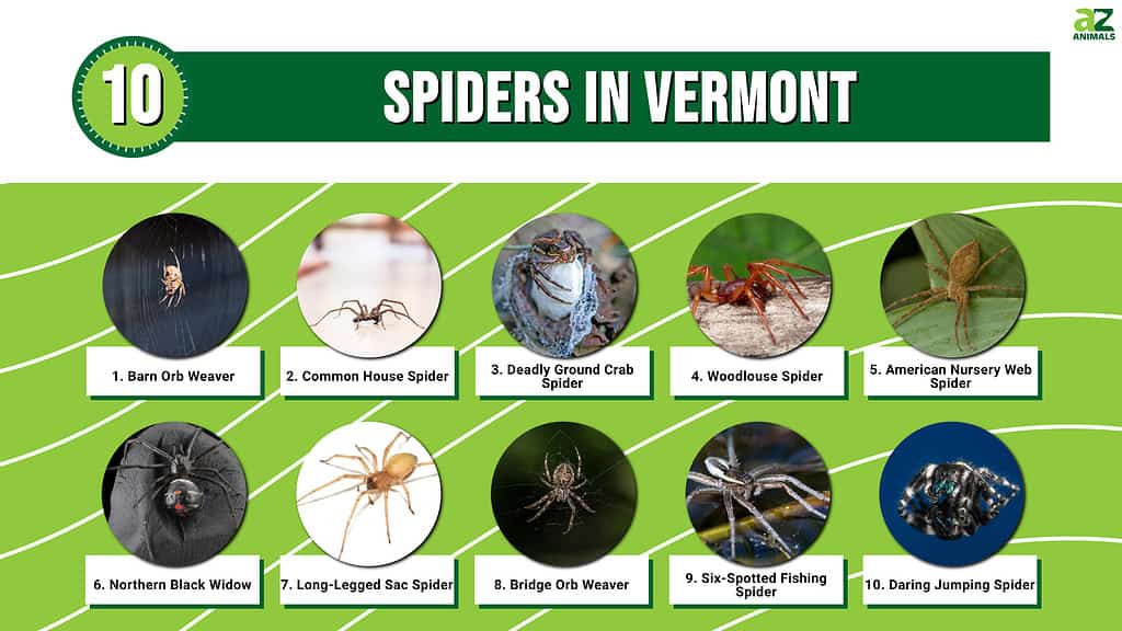 Infographic of 10 Spiders in Vermont