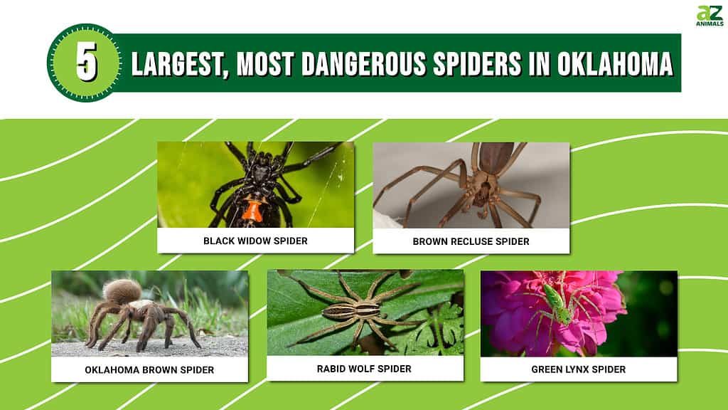 top 10 most poisonous spiders