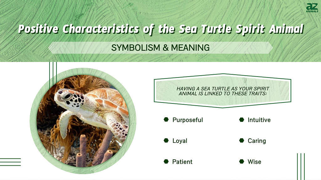 sea turtle spirit animal infographic