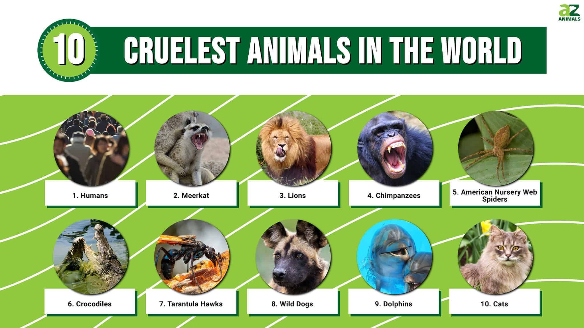 10 Cruelest Animals in the World - A-Z Animals