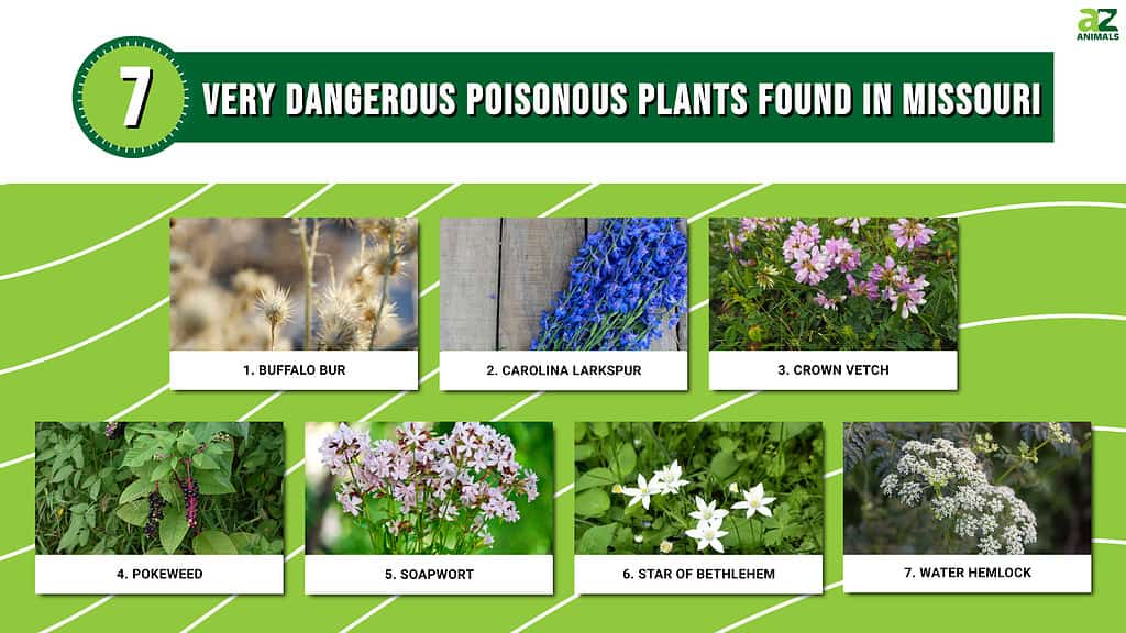 These 7 Poisonous Plants Found In Missouri Are Very Dangerous - A-Z Animals