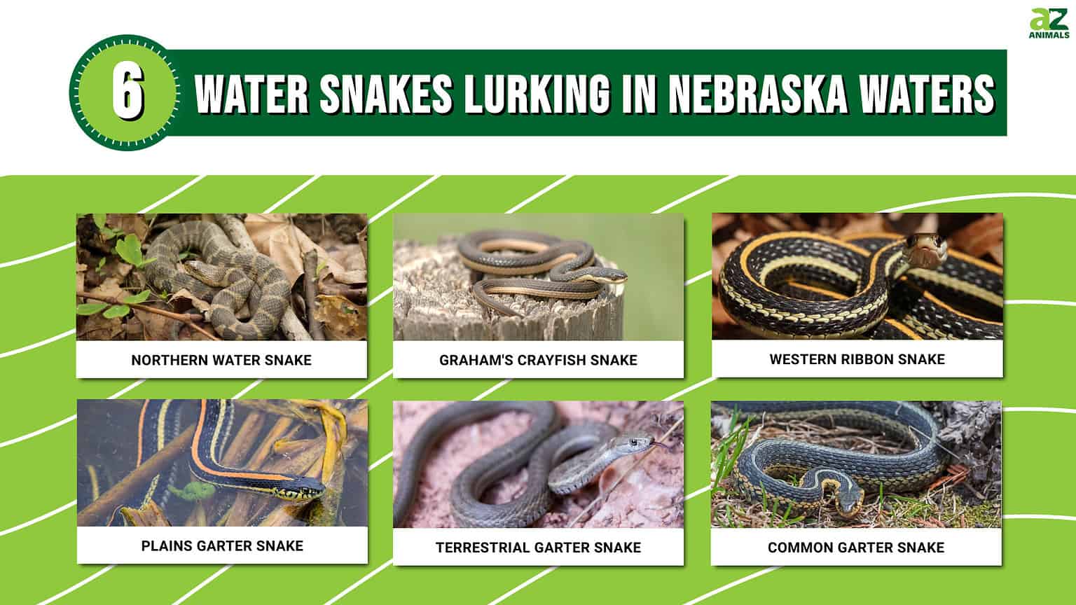 Discover the 6 Water Snakes Lurking in Nebraska Waters - A-Z Animals