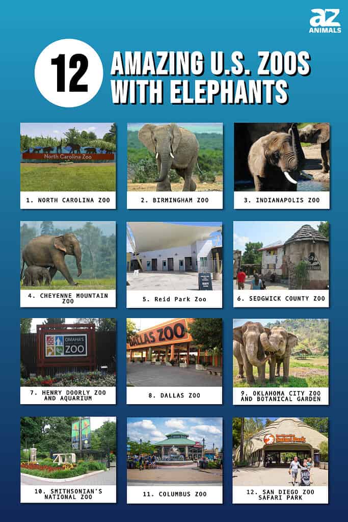 What Zoos Have Elephants  