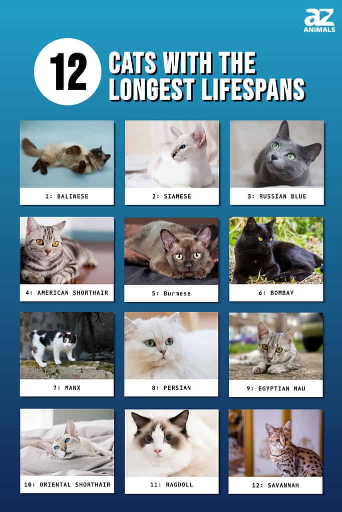 10 Cat Breeds With the Longest Lifespans  