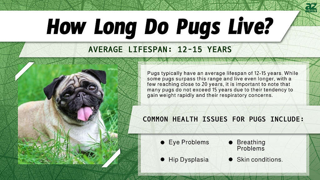 How Long Do Pugs Live? infographic