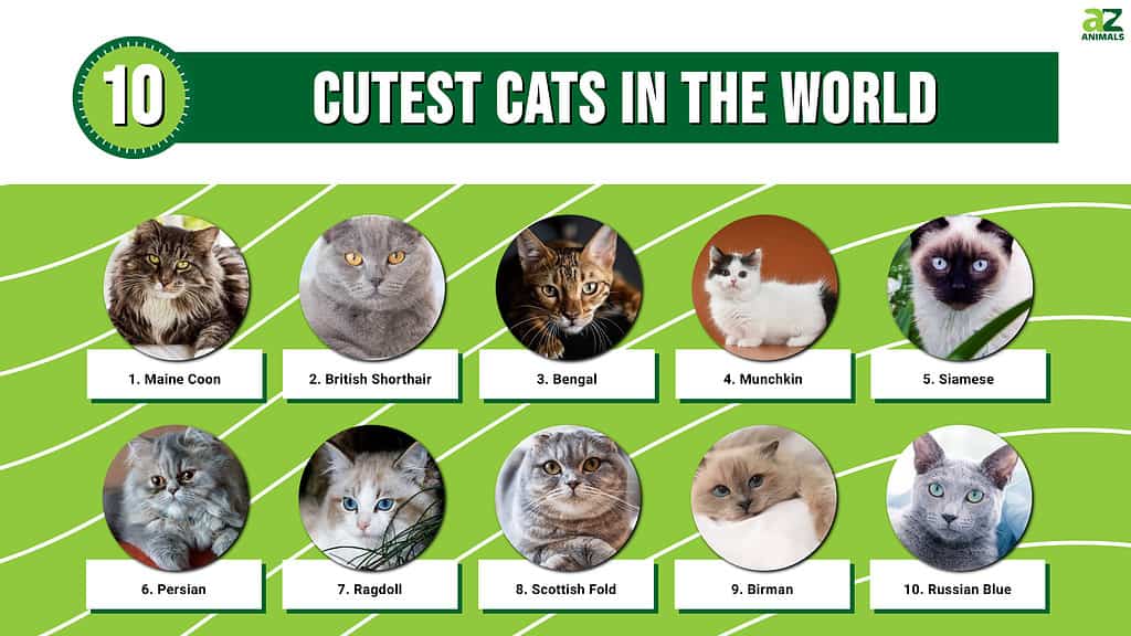 Popular Cat Breeds: 20 Breeds Of Cat From Around The World