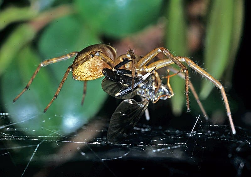 Sheetweb Spider (Cambridgea foliata)
