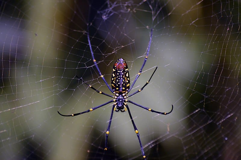 Golden silk enchantress: Nephila Pilipes, a stunning orb-weaving spider adorned in vibrant hues, weaves its intricate web with precision, blending seamlessly into the tropical tapestry.