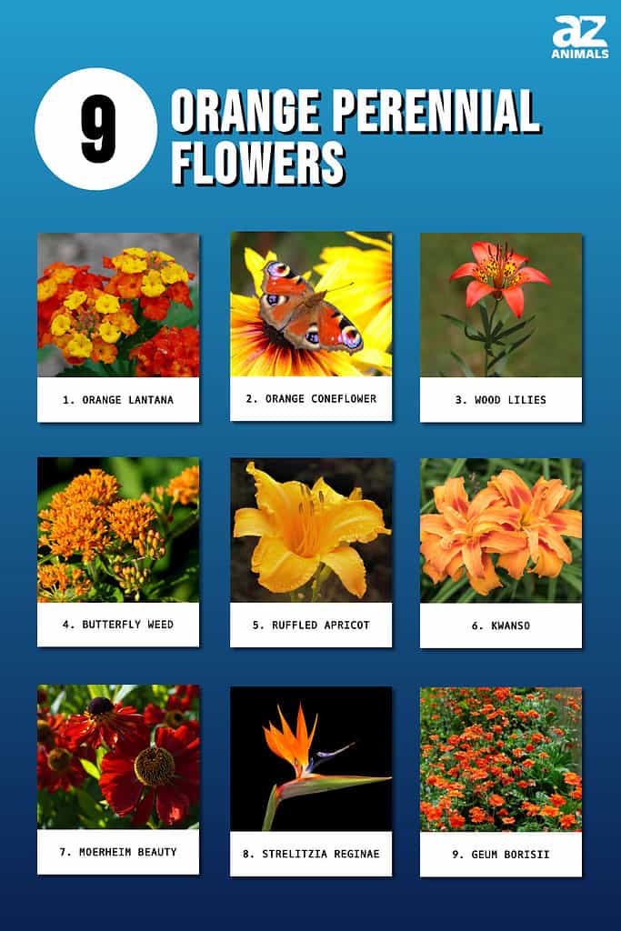 9 Orange Perennial Flowers A Z Animals